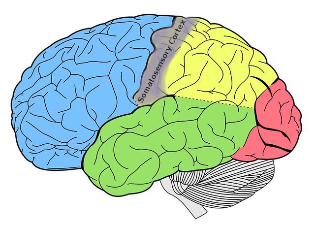 SomatosensoryCortex.jpg